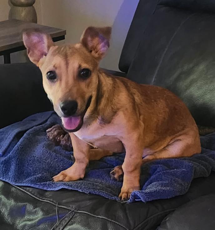 A young medium-sized female Dachshund dog named Lil Tillie for adoption in Osteen, FL