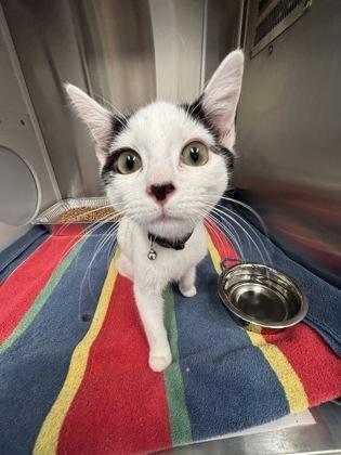 A baby medium-sized male Domestic Short Hair cat named Casper for adoption in Atlanta, GA