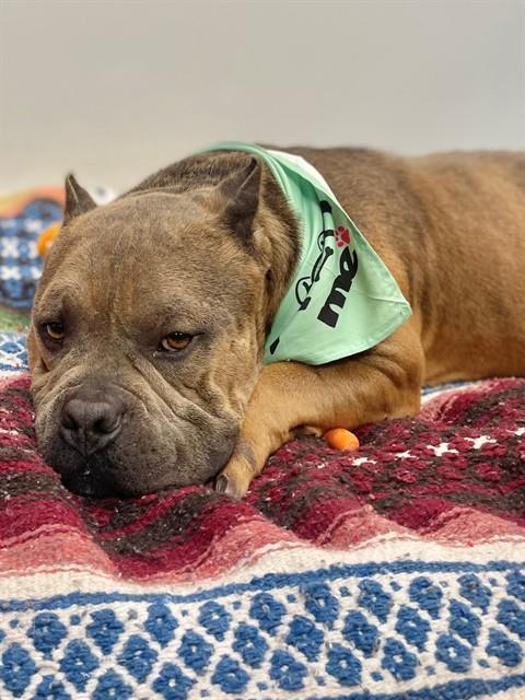 A young medium-sized male Pit Bull Terrier dog named Mac for adoption in Ontario, CA