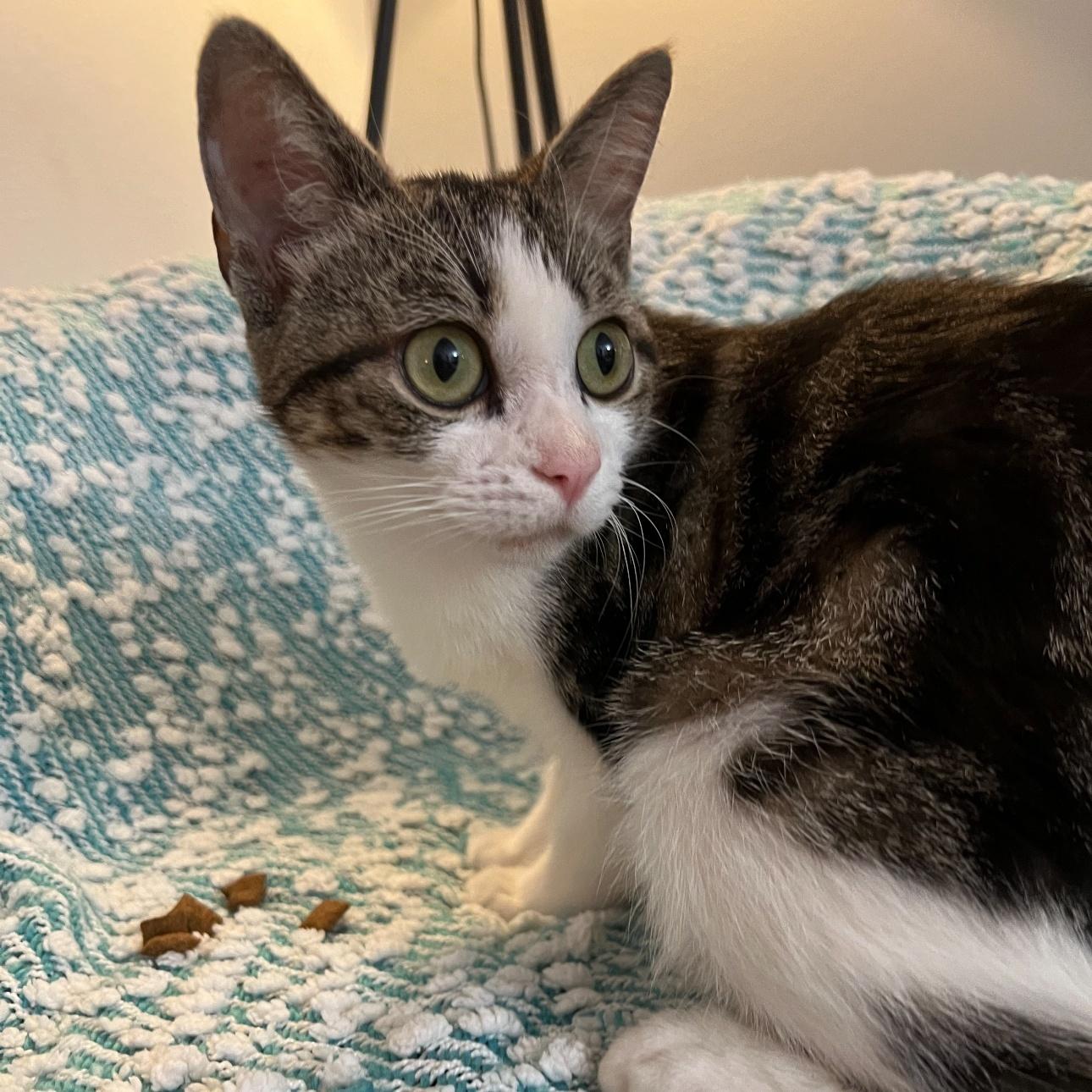 A baby small-sized female Tabby (Brown / Chocolate) Domestic Short Hair cat named Blossom for adoption in Miami, FL