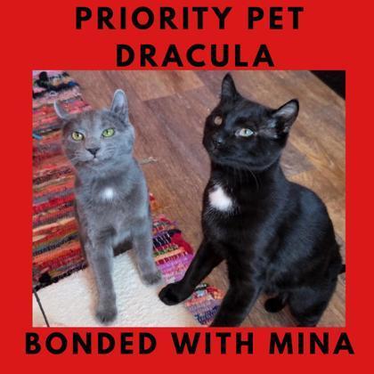 Dracula `a Priority Pet`