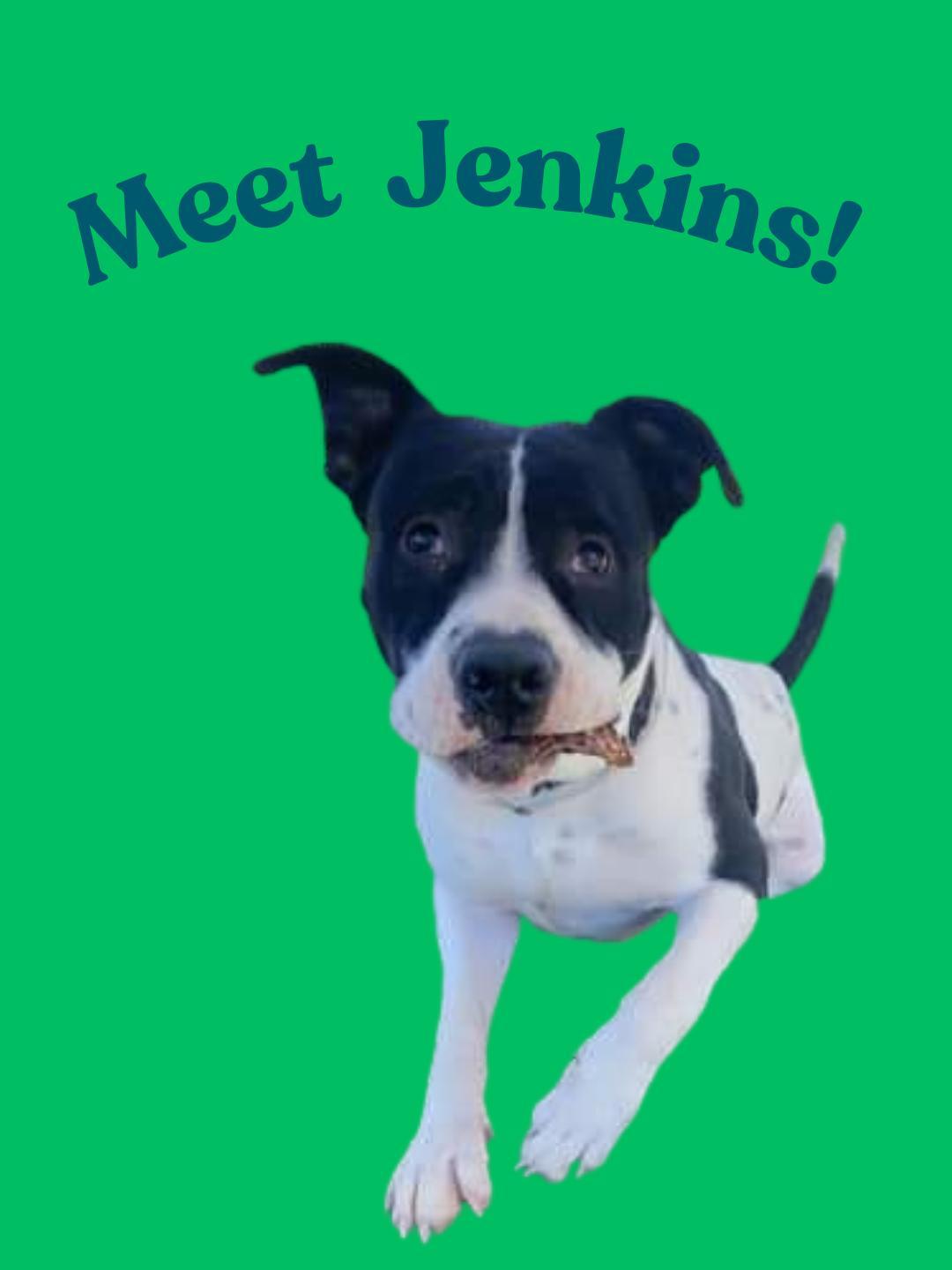 Jenkins
