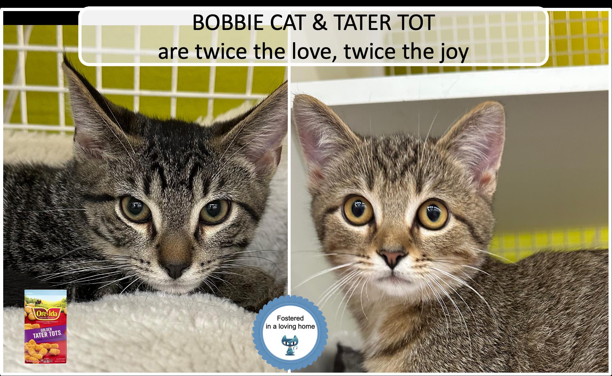 Bobbie Cat & Tater