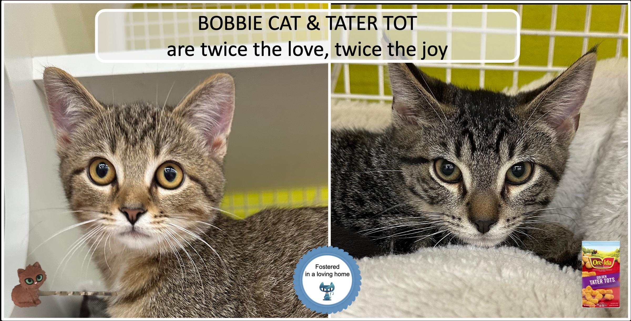 Bobbie Cat & Tater