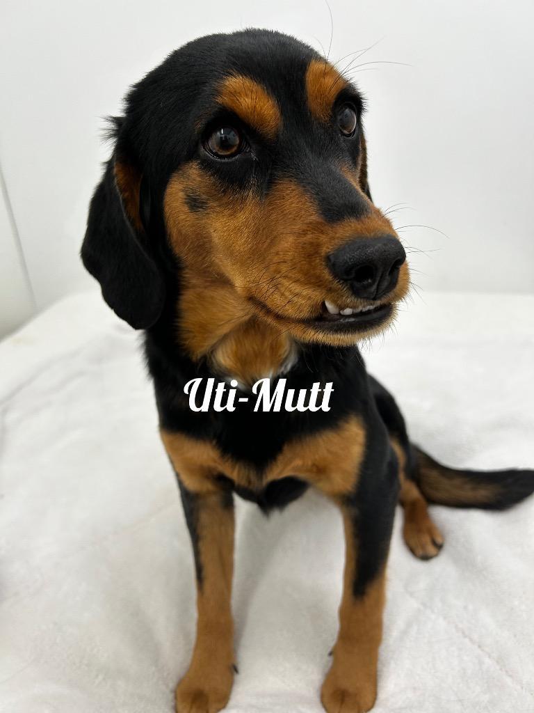 Ultimutt