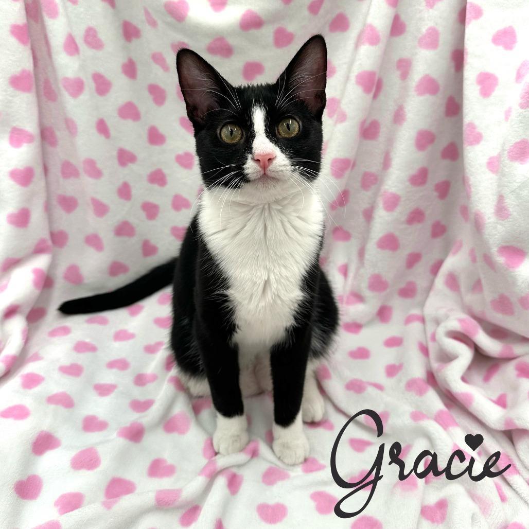 Gracie photo 1