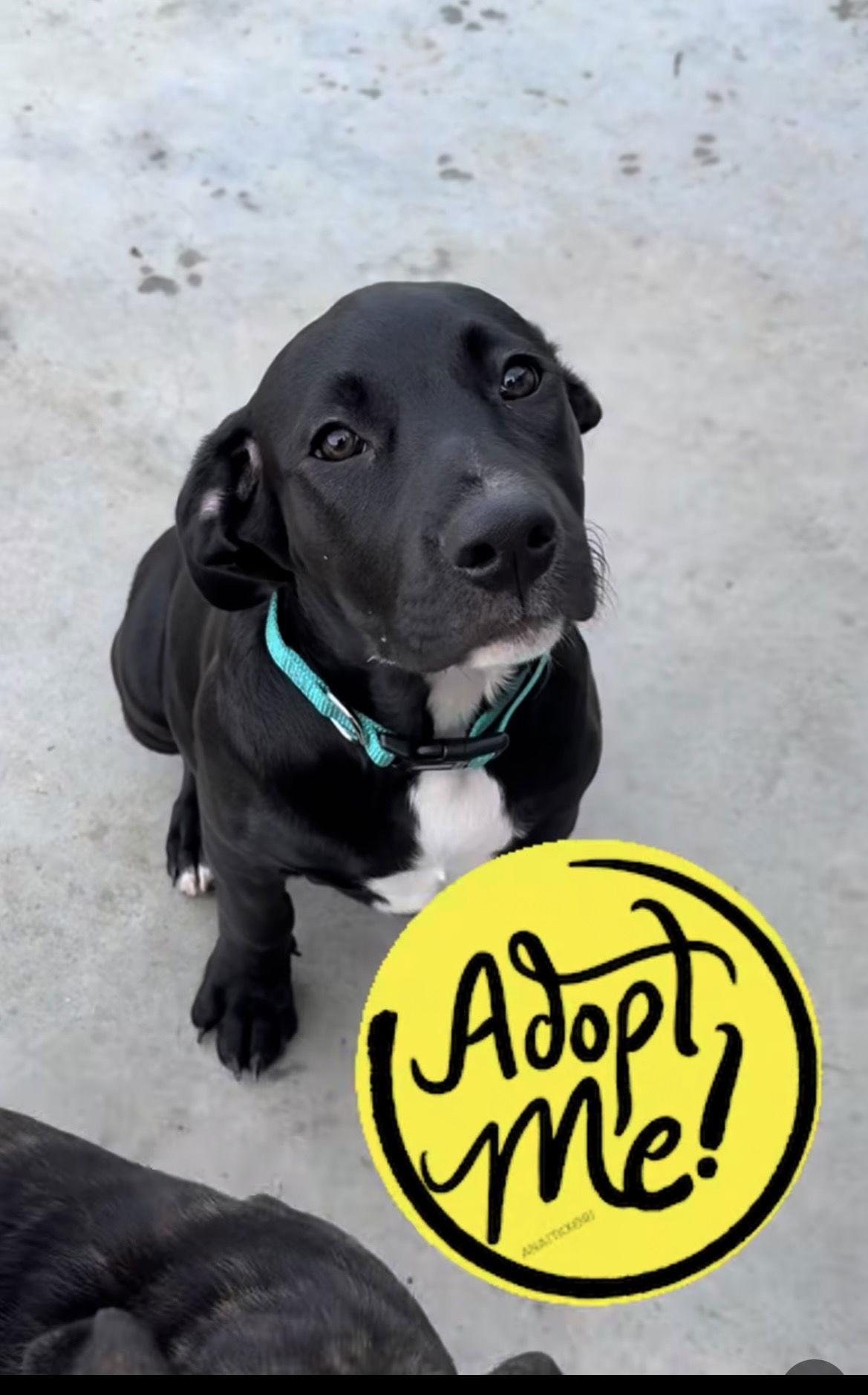 Tallulah's Tinsels Noel