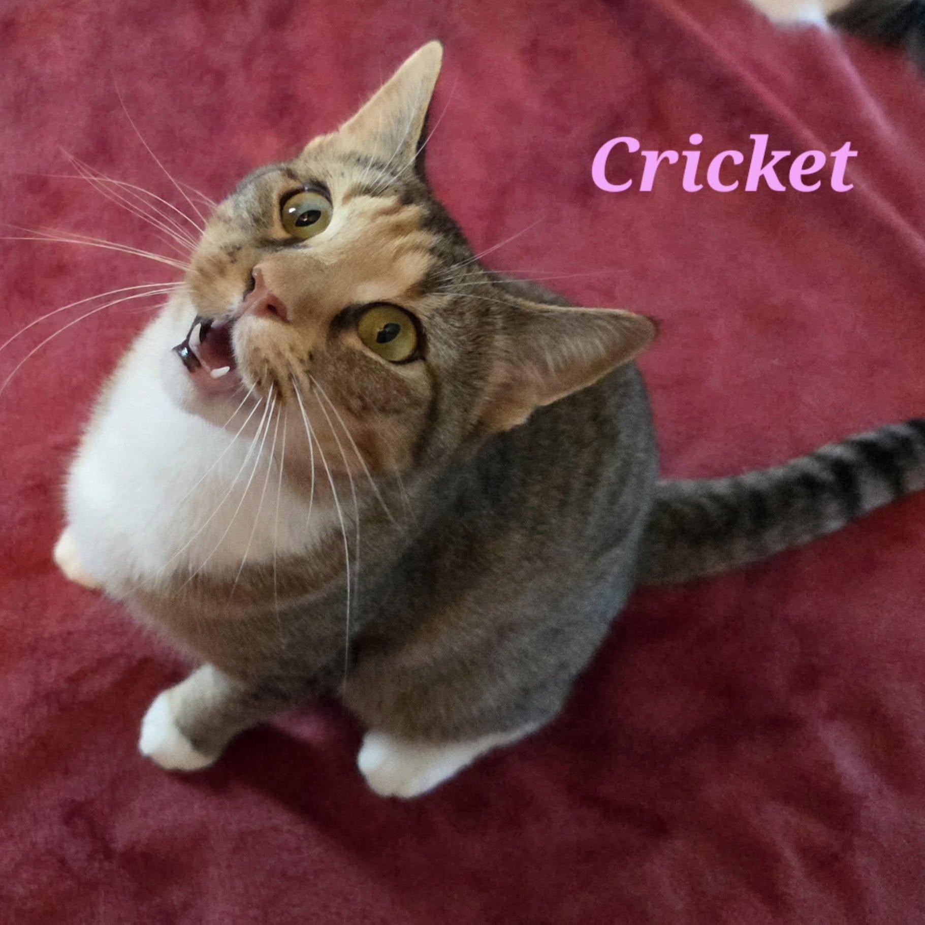 Cricket
