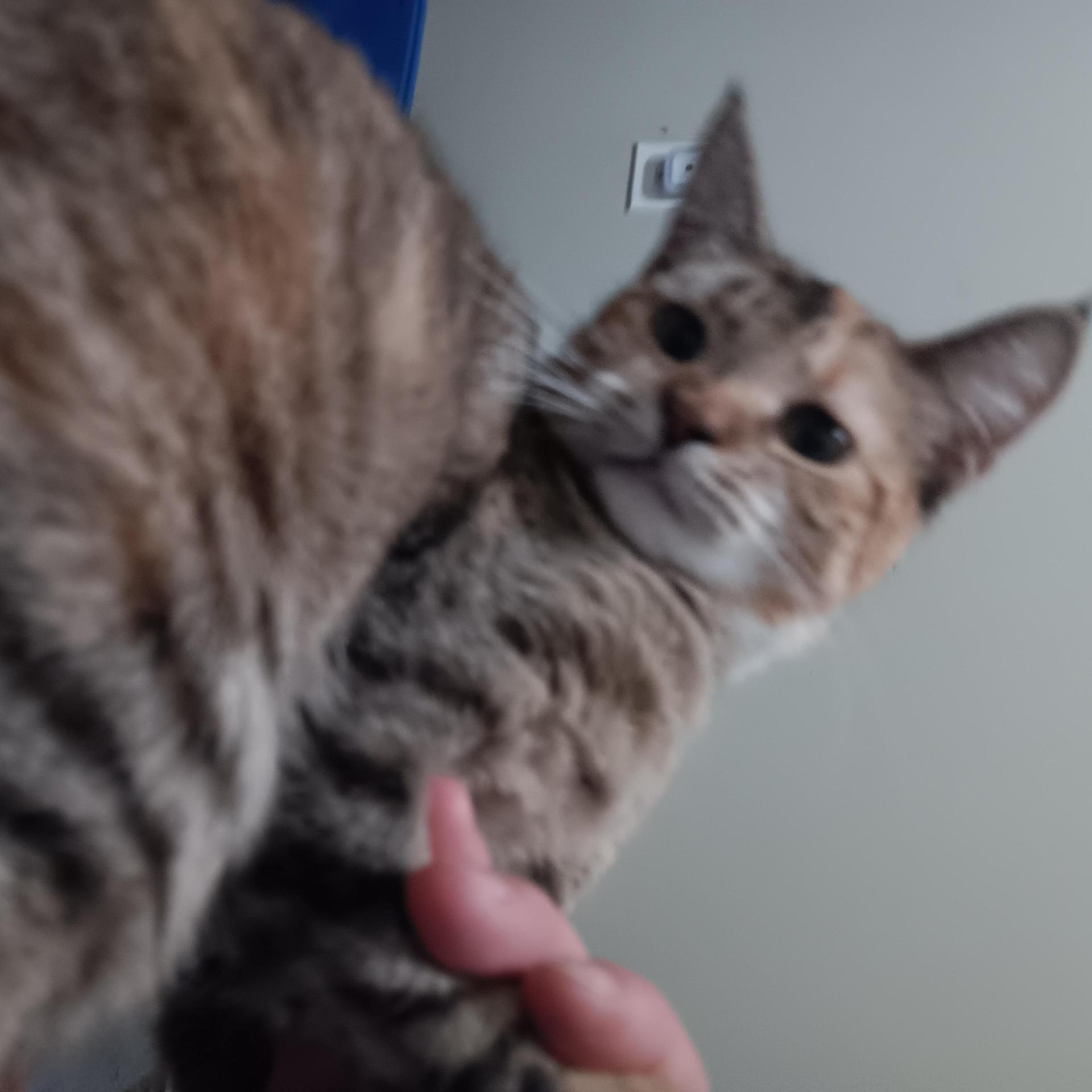 A young medium-sized female Torbie Domestic Short Hair cat named Maple for adoption in Bloomfield, NJ