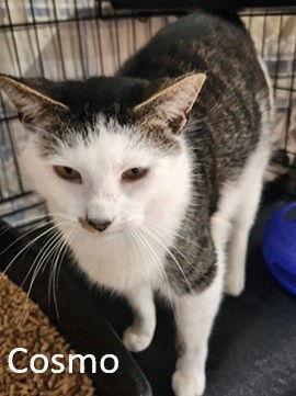 Cosmo