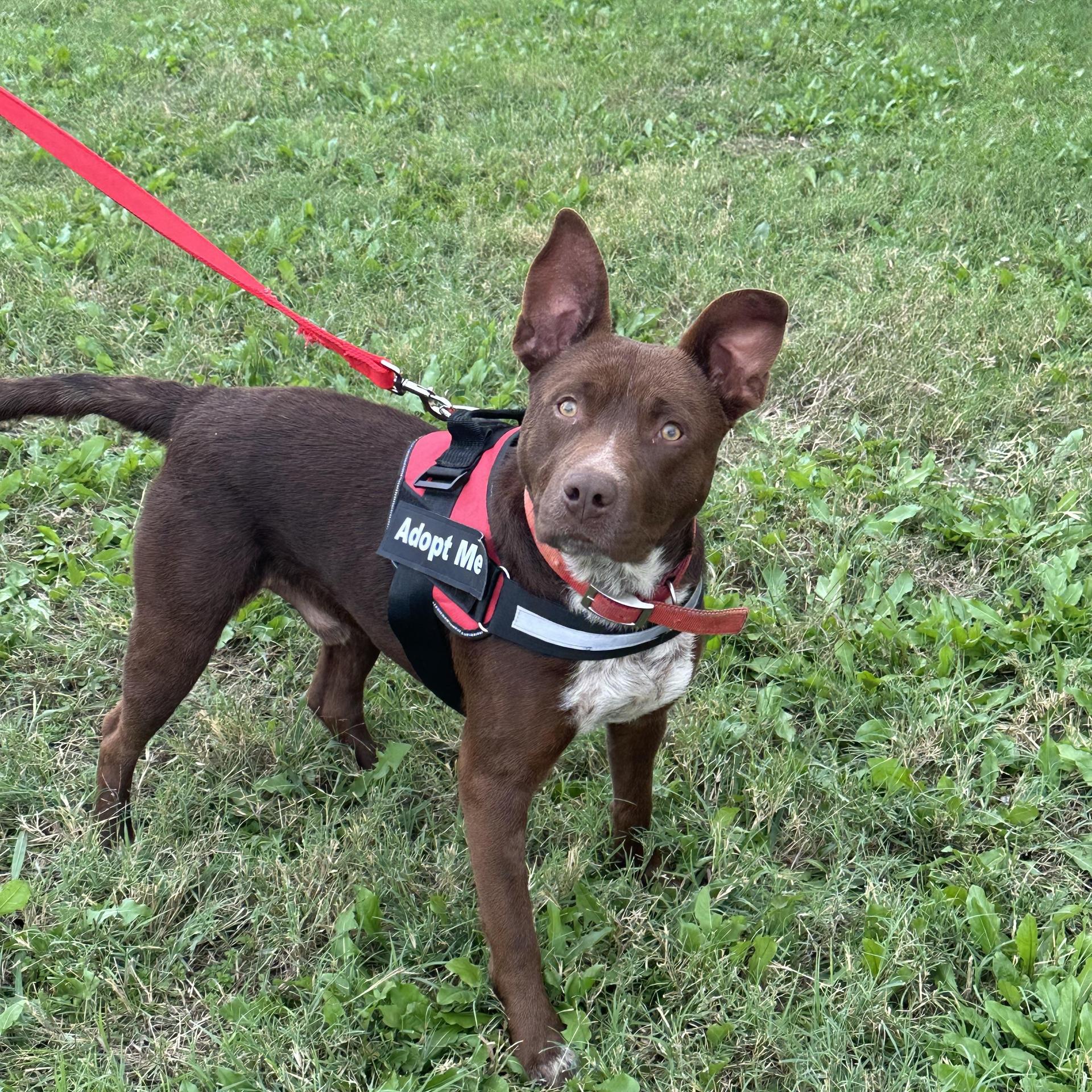 Bossbright Boy