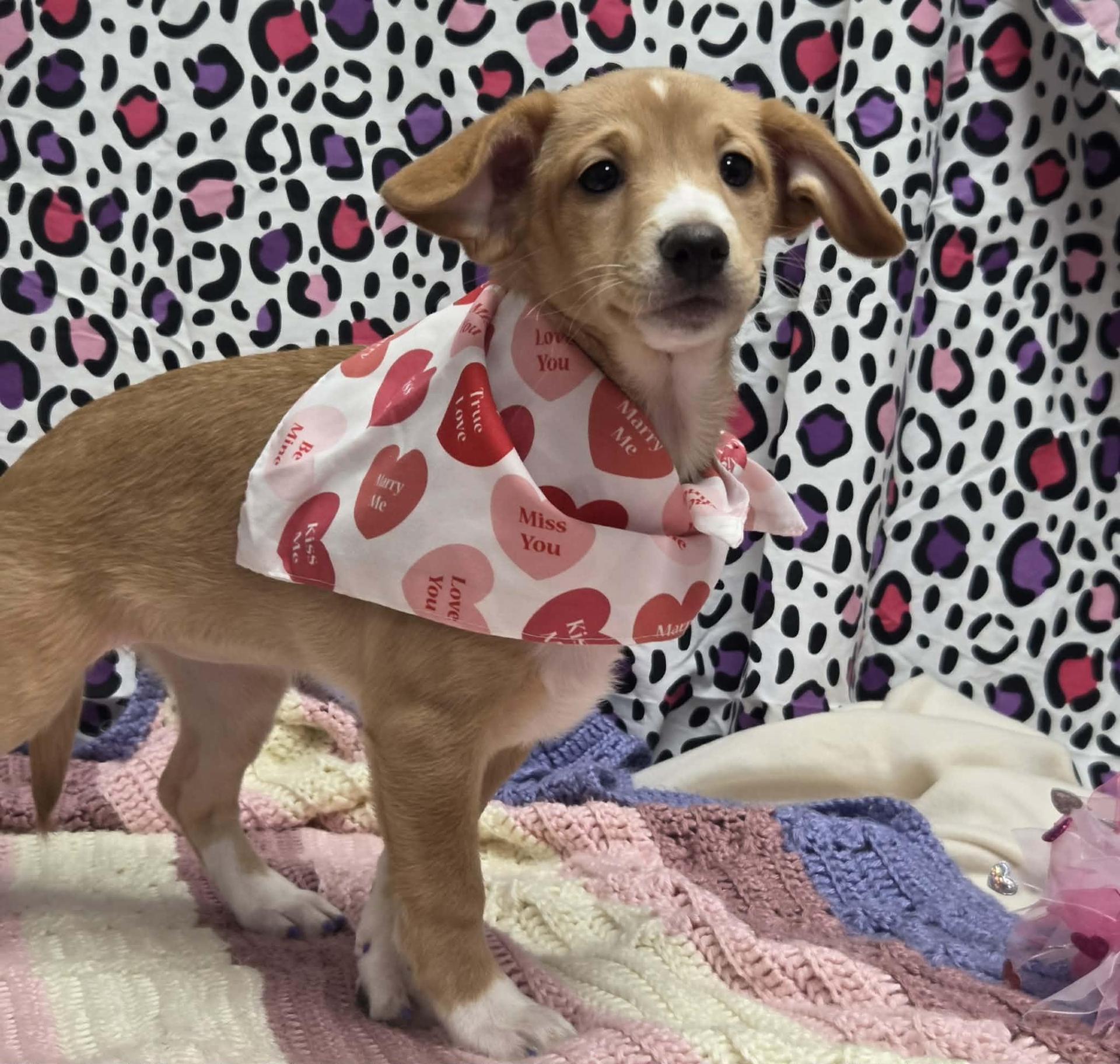 Winnie The Basset Puppy!