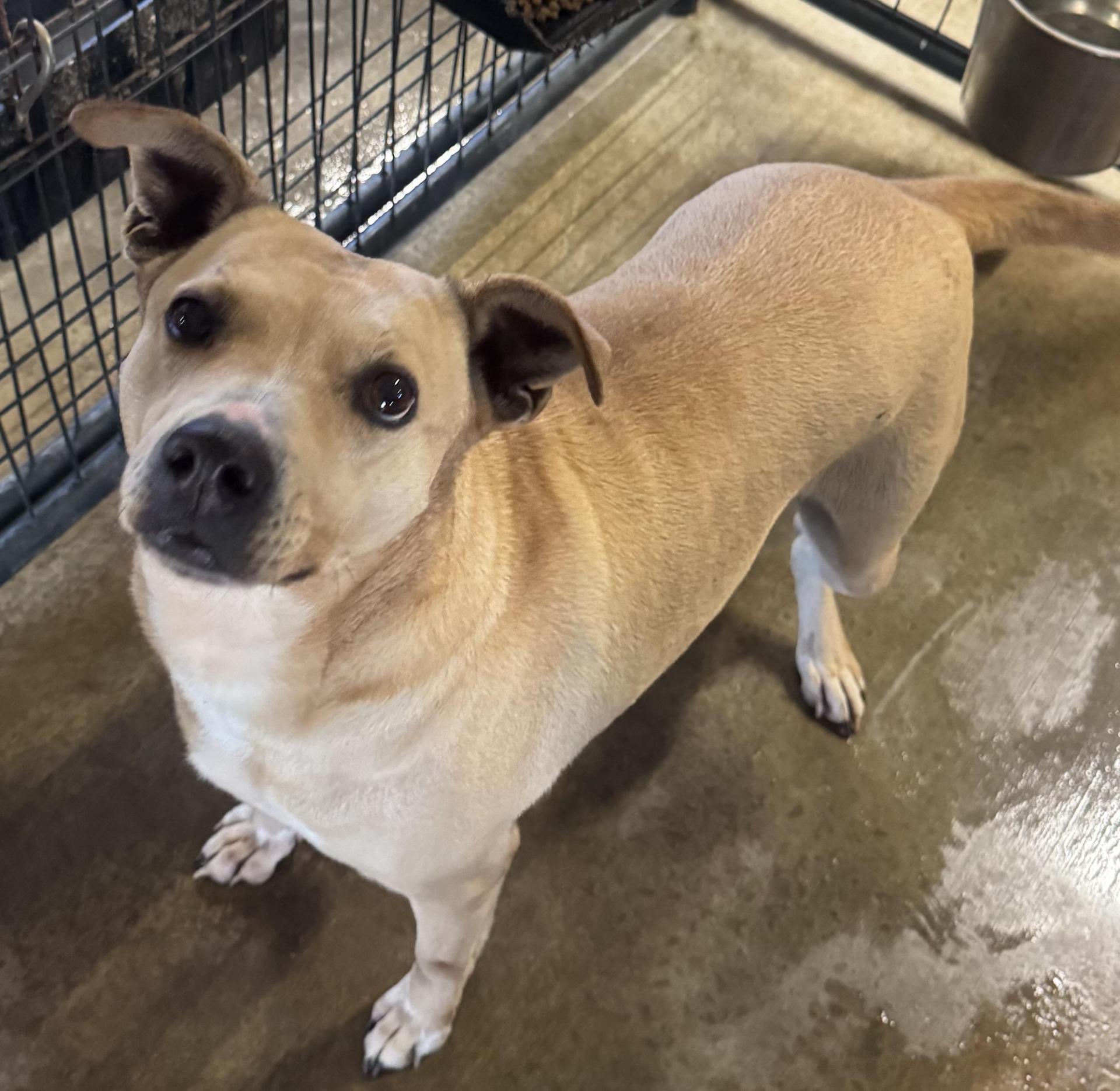 An adult medium-sized female Apricot / Beige American Staffordshire Terrier dog named Mocha for adoption in Canyon, TX
