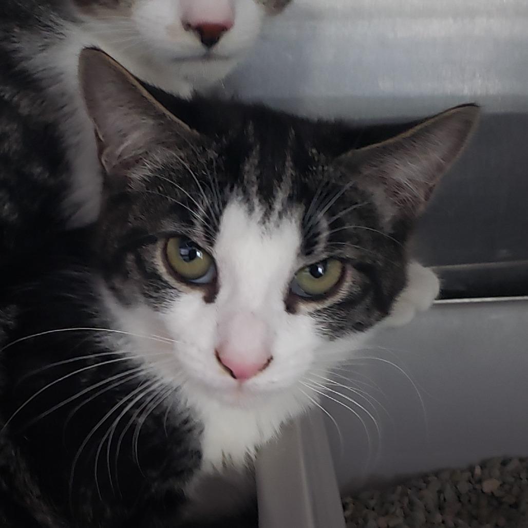 A baby medium-sized male Brown / Chocolate Domestic Short Hair cat named Brennan for adoption in Columbia Station, OH