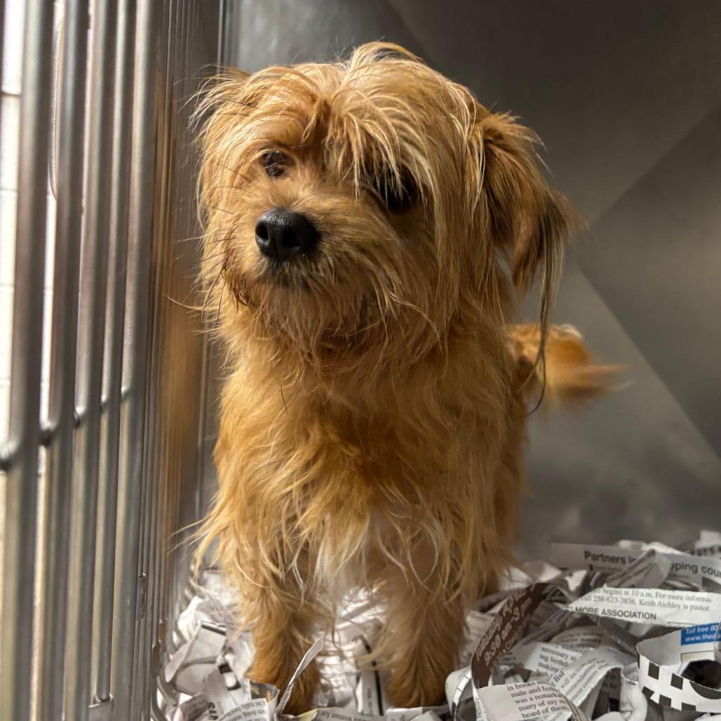 An adult small-sized female Brown / Chocolate Mixed Breed dog named Macaroni for adoption in Columbiana, AL