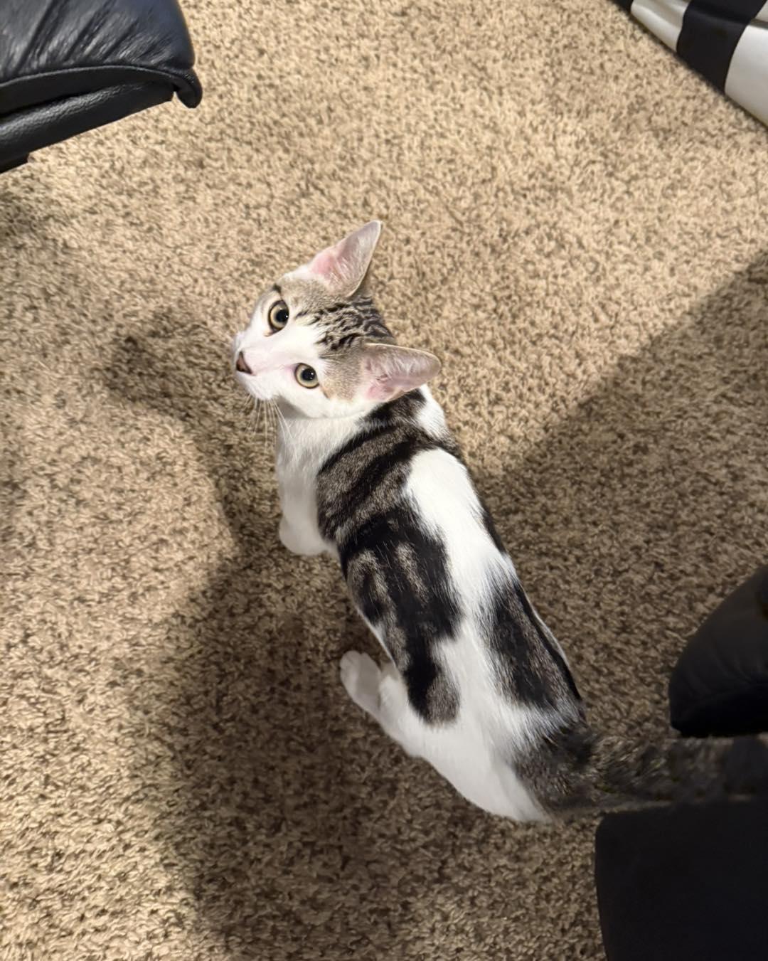 Dots And Snickers Bonded