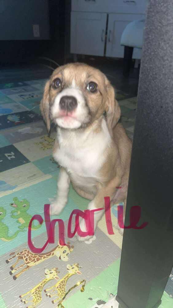 Charlie