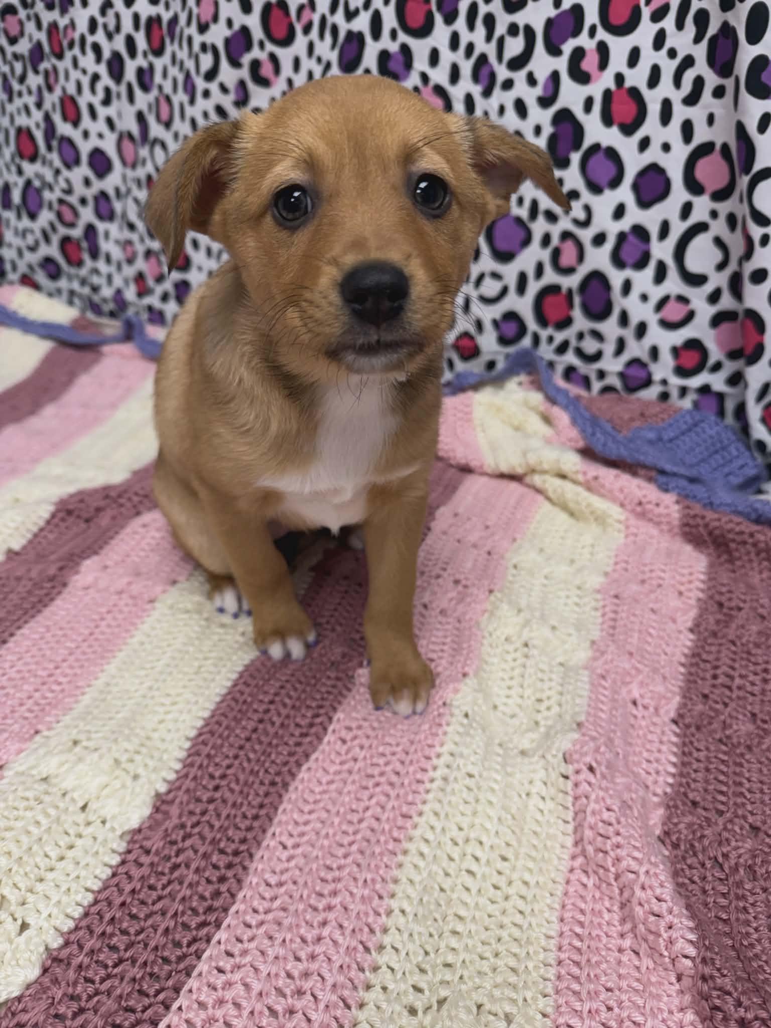 Scarlett The Aussie Mix