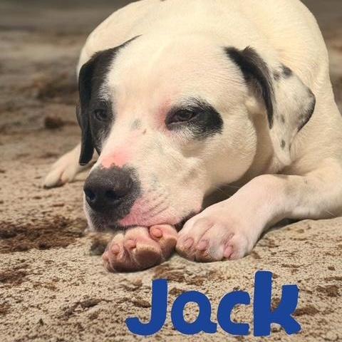 An adult medium-sized male Harlequin Border Collie dog named Jack for adoption in Quitman, TX
