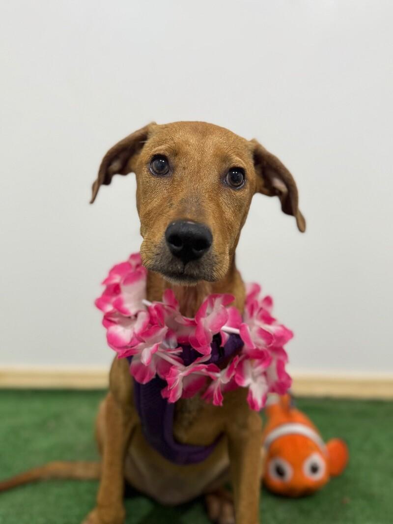 A baby medium-sized female Brown / Chocolate Labrador Retriever dog named Zira for adoption in Carlsbad, CA