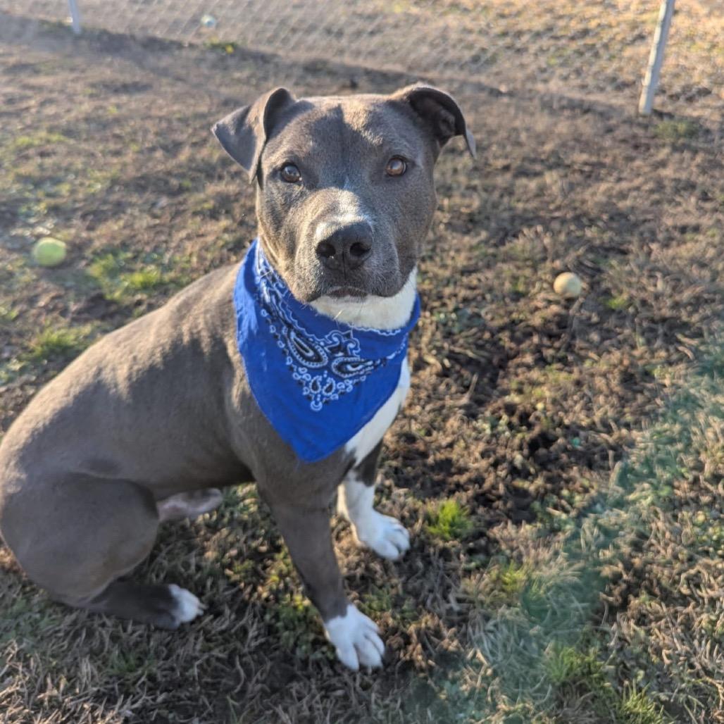 An adult large-sized male Gray / Blue / Silver Mixed Breed dog named Tux for adoption in Alabaster, AL