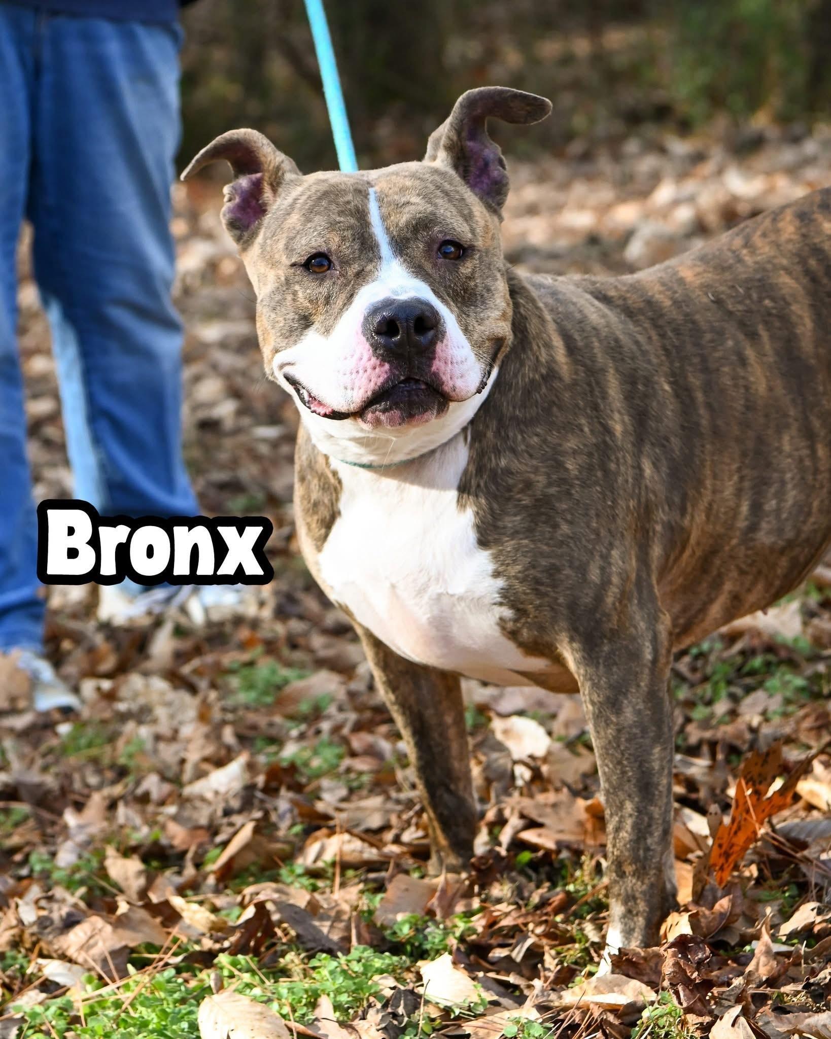 Bronx
