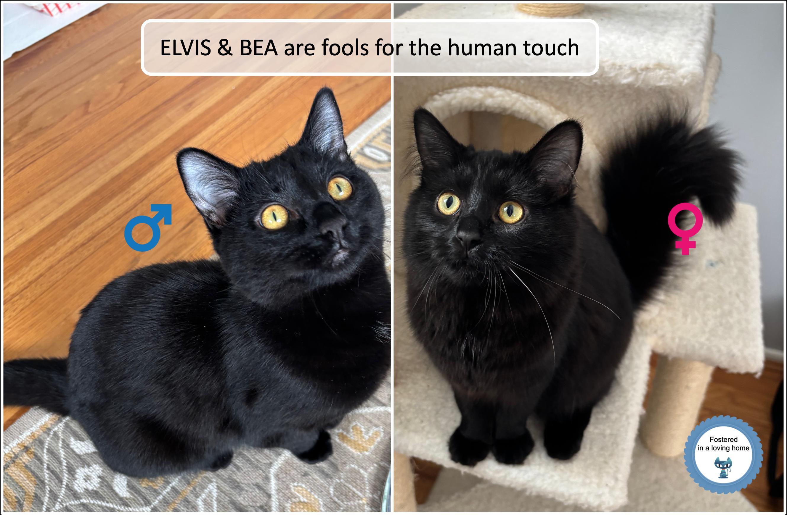 Bea & Elvis