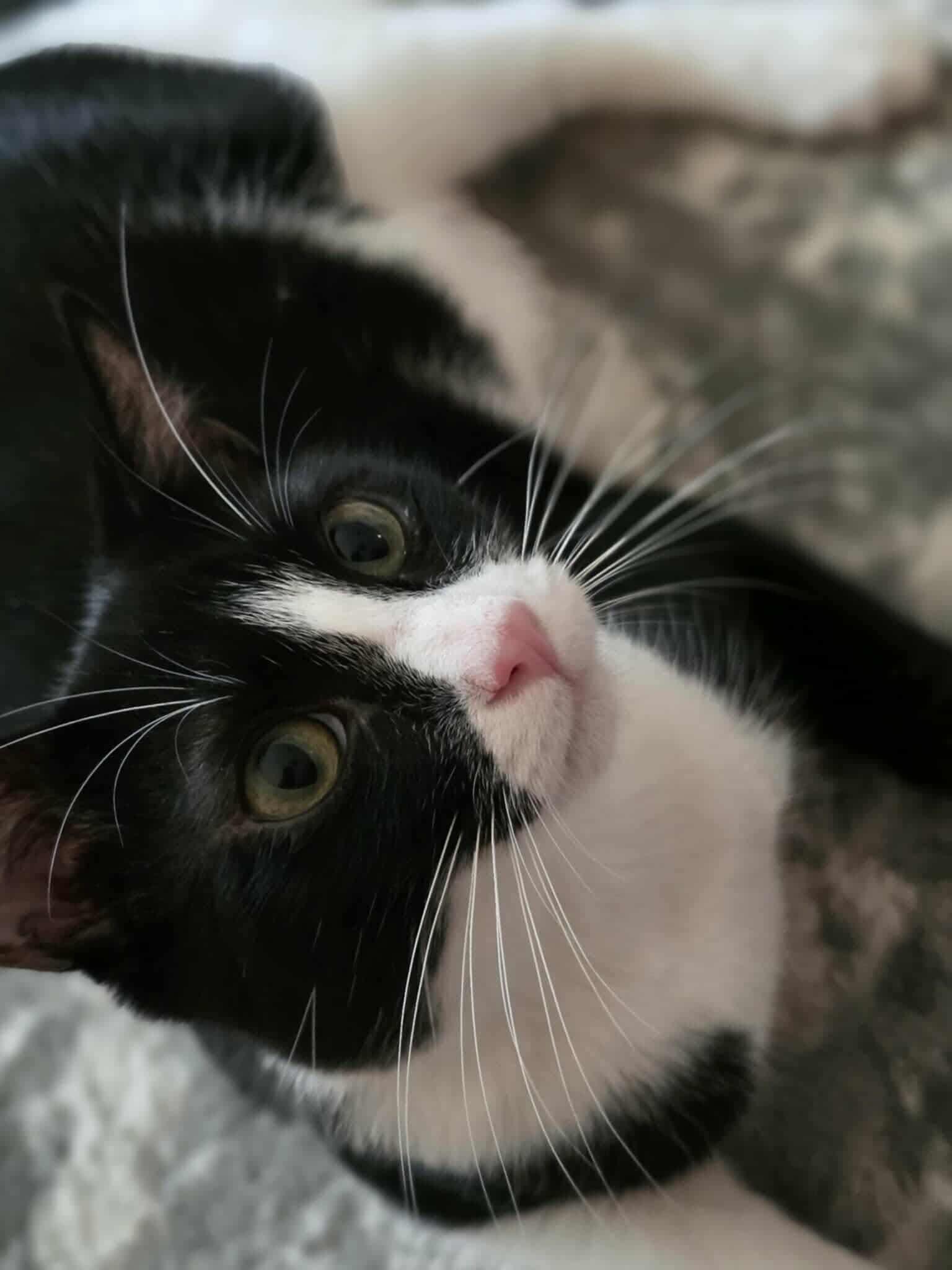 A young medium-sized male Domestic Short Hair cat named Worm. for adoption in Mobile, AL