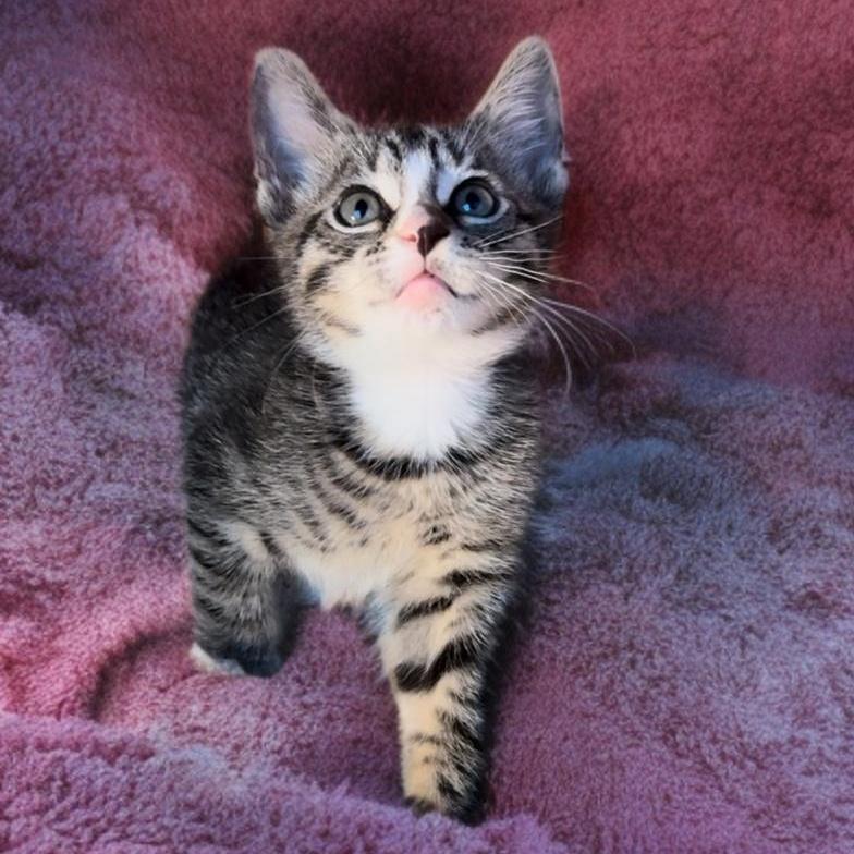 A baby small-sized male Tabby (Tiger Striped) Tabby cat named Killian for adoption in Miami, FL