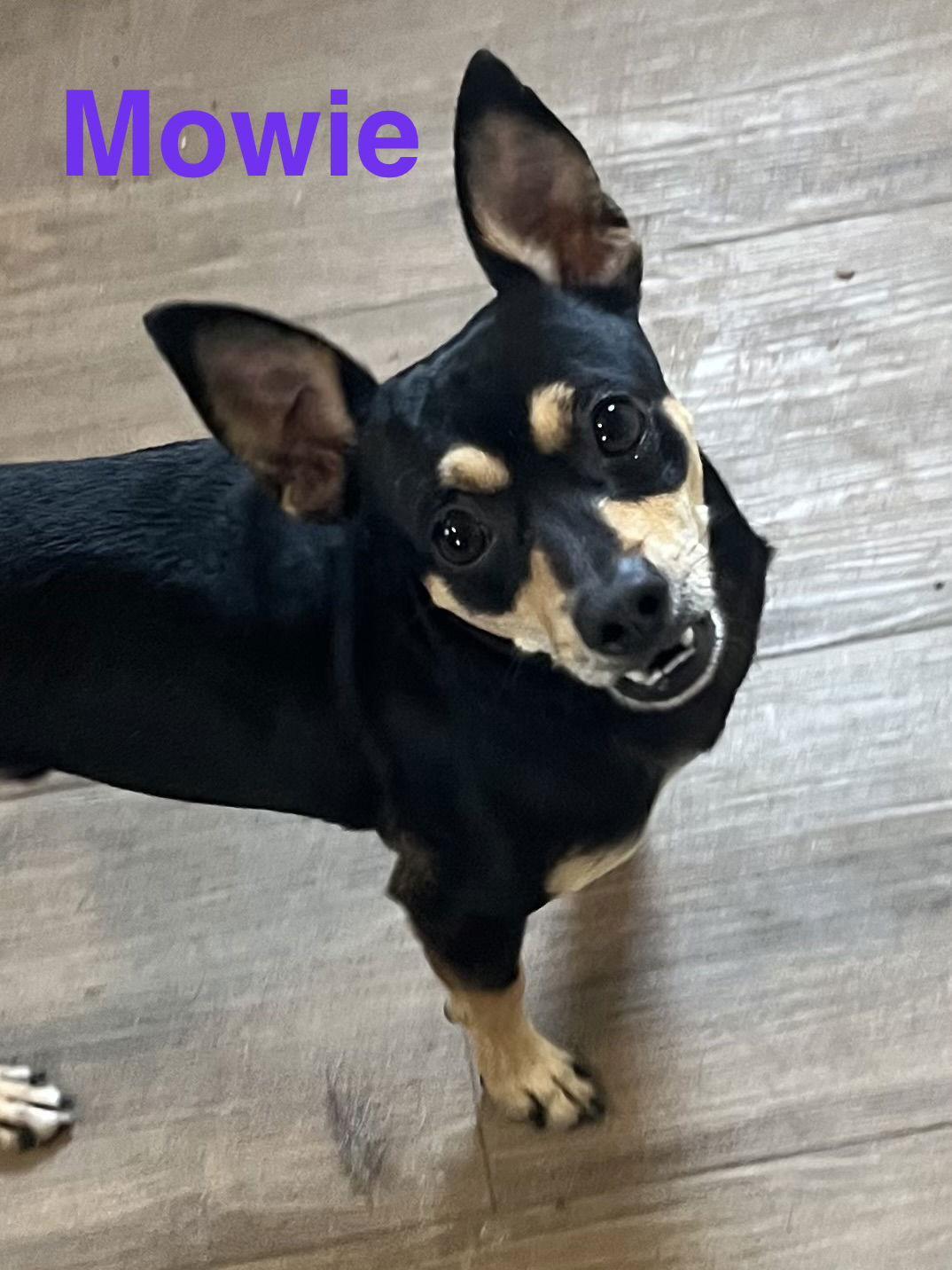 Mowie