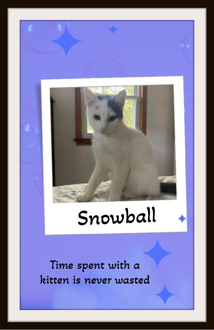 Snowball Your One