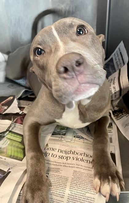 A young medium-sized male Mixed Breed dog named Brock for adoption in Chamblee, GA