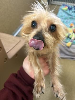 Ollie Iko Bonded Pair