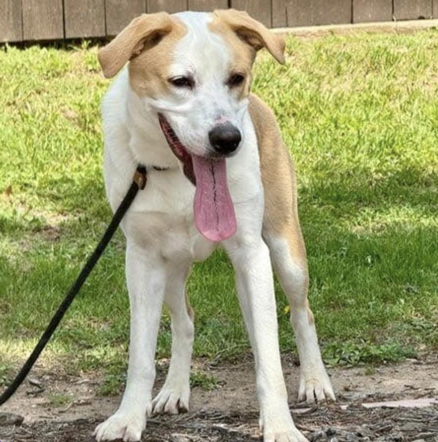 A young medium-sized male Golden Retriever dog named Buster for adoption in Longview, TX
