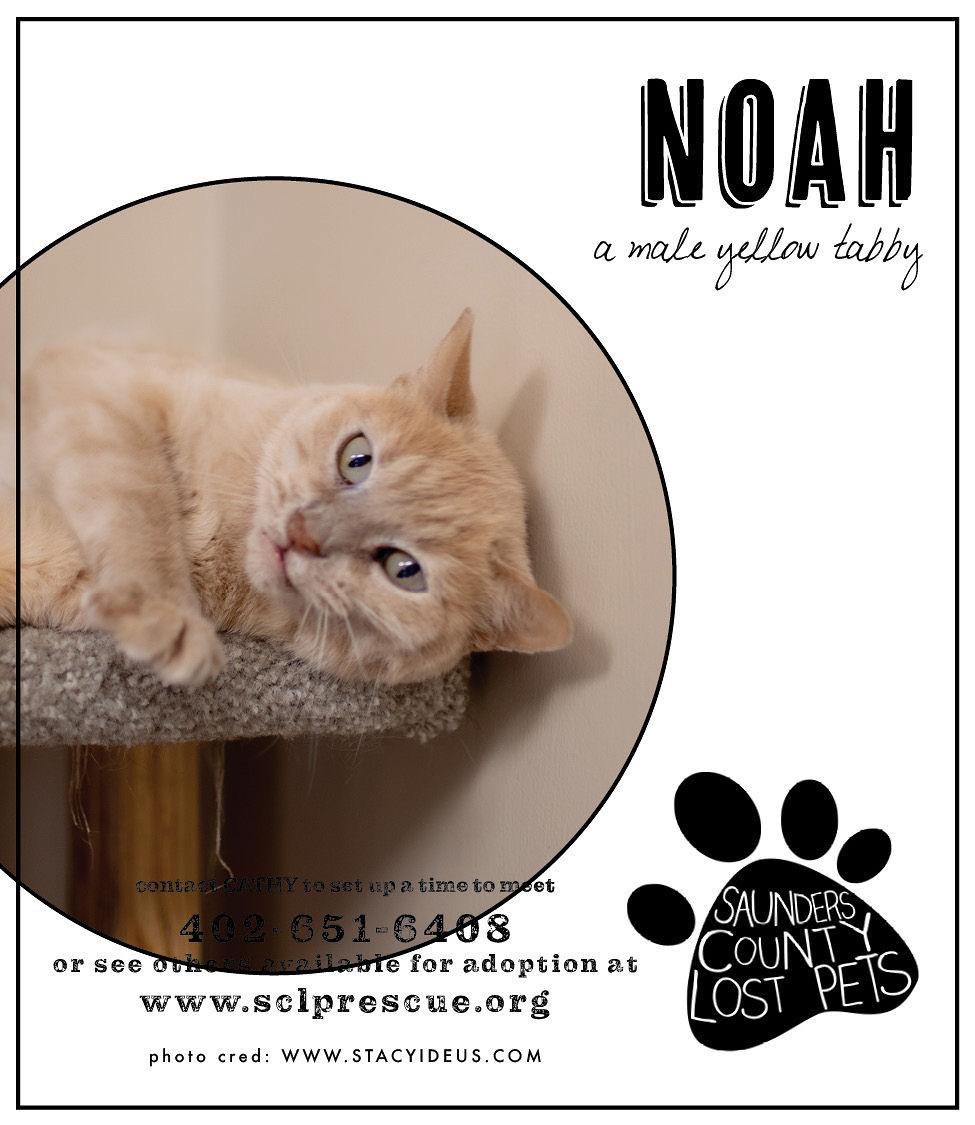 An adult large-sized male Orange & White Domestic Short Hair cat named Noah for adoption in Wahoo, NE