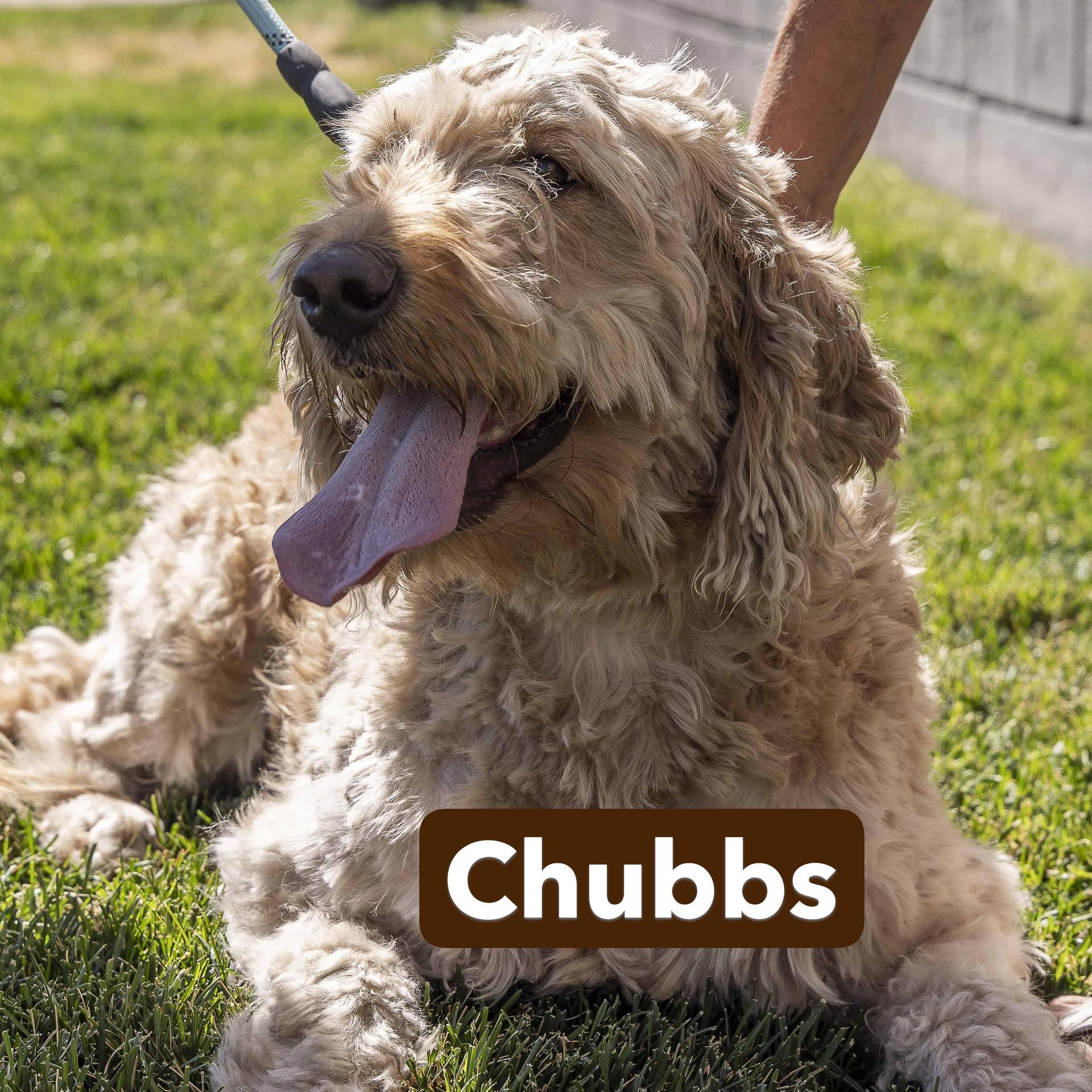 An adult large-sized female Yellow / Tan / Blond / Fawn Goldendoodle dog named Chubbs for adoption in Millville, UT
