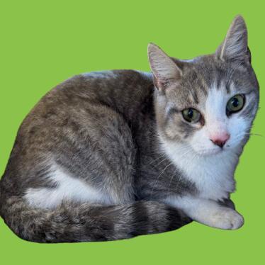 An adult medium-sized male Gray / Blue / Silver Domestic Short Hair cat named Homer for adoption in Tuscaloosa, AL