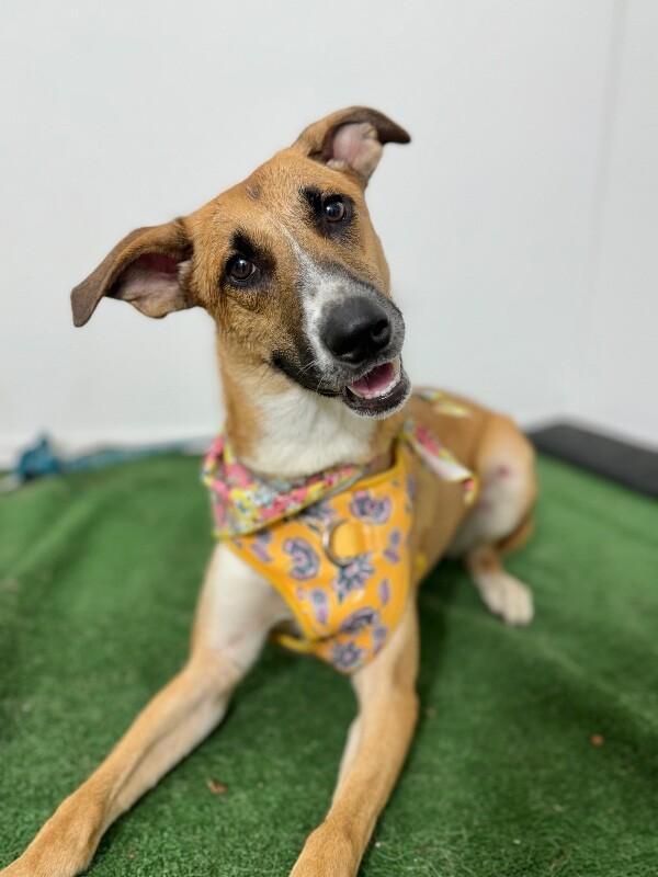 A baby medium-sized female Brown / Chocolate German Shepherd Dog dog named Bea for adoption in Carlsbad, CA