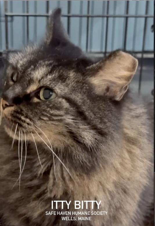 Itty Bitty