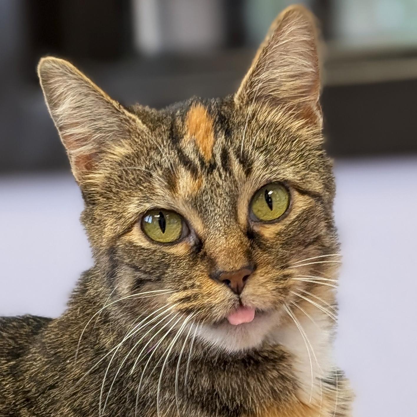 An adult medium-sized female Torbie Domestic Short Hair cat named Seashell for adoption in Jefferson, WI