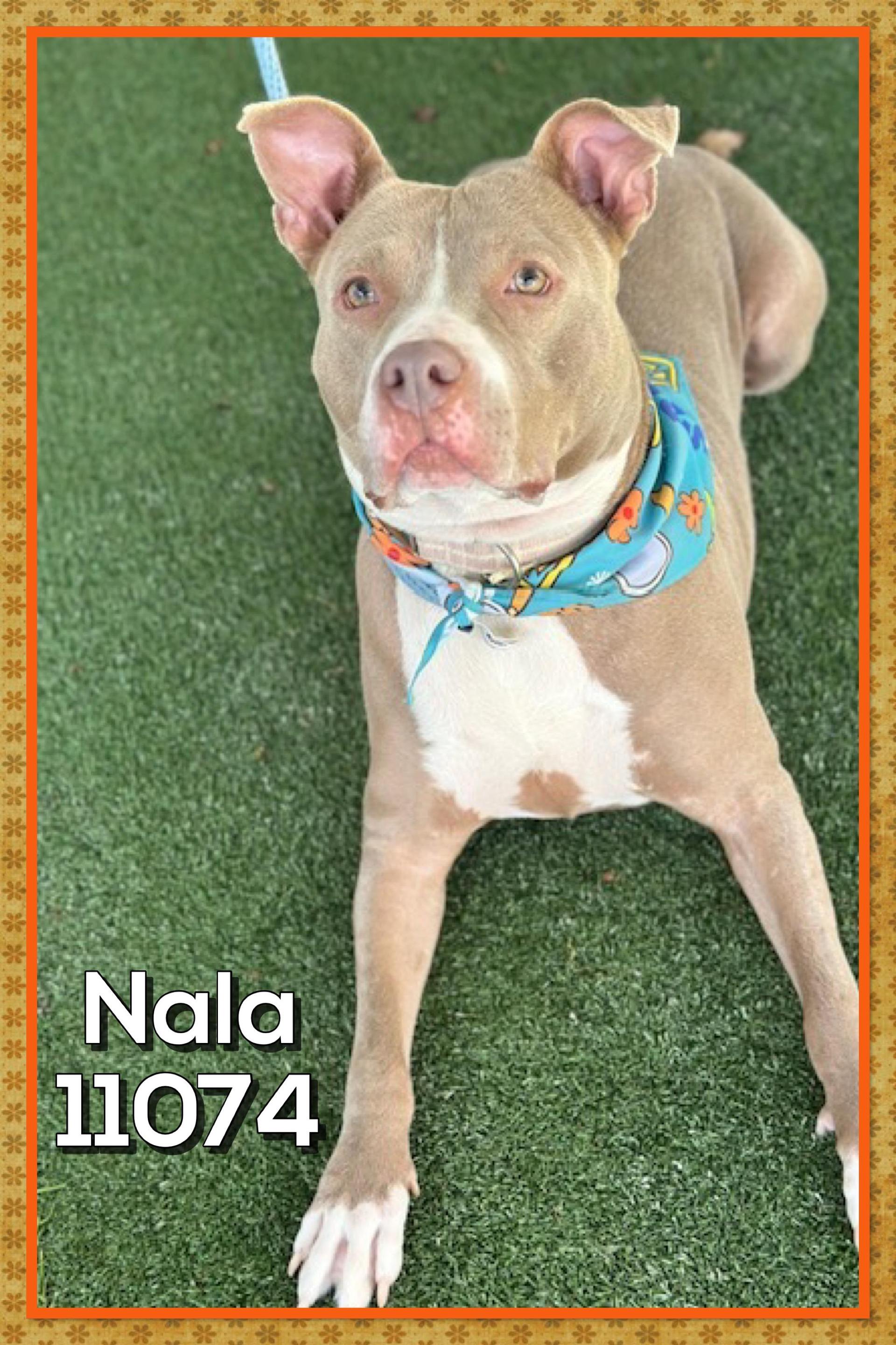 An adult medium-sized female White / Cream Pit Bull Terrier dog named Nala for adoption in Marietta, GA