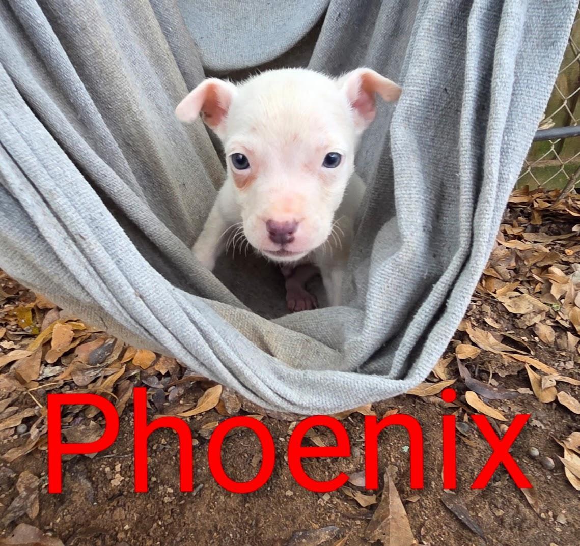 A baby small-sized male Chihuahua dog named Phoenix for adoption in Fosters, AL