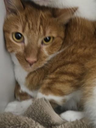 A baby small-sized female Domestic Short Hair cat named Mango for adoption in San Marcos, TX