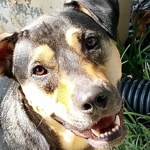 A young medium-sized male Shepherd dog named Indy for adoption in Lavon, TX