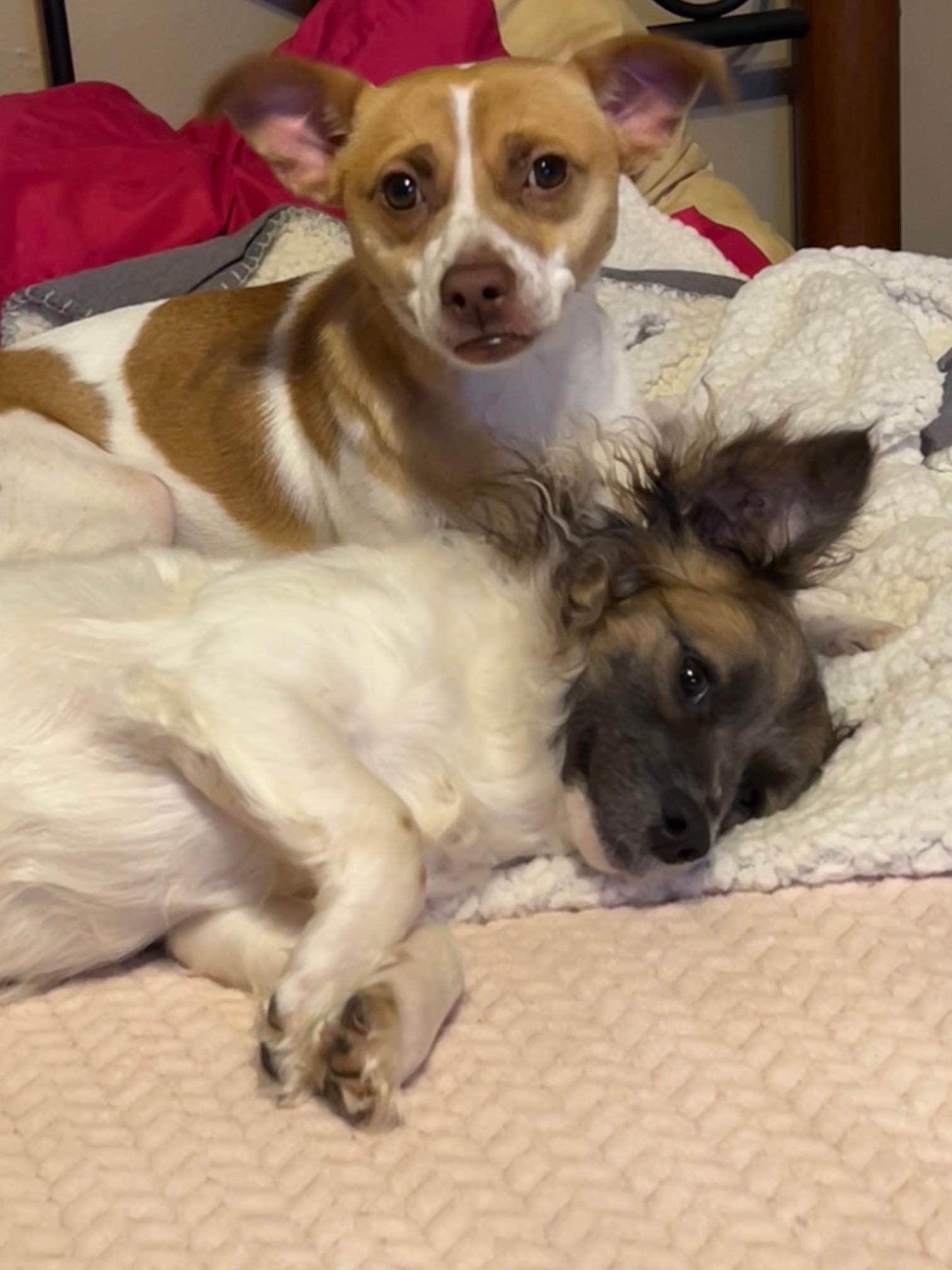 A young small-sized male Mixed Breed dog named Leo for adoption in Spring, TX