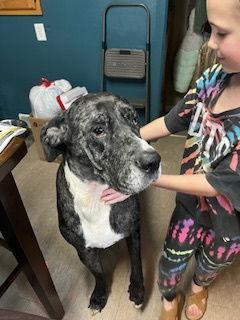 An adult extra large-sized female Great Dane dog named Prissy for adoption in Buffalo, MN