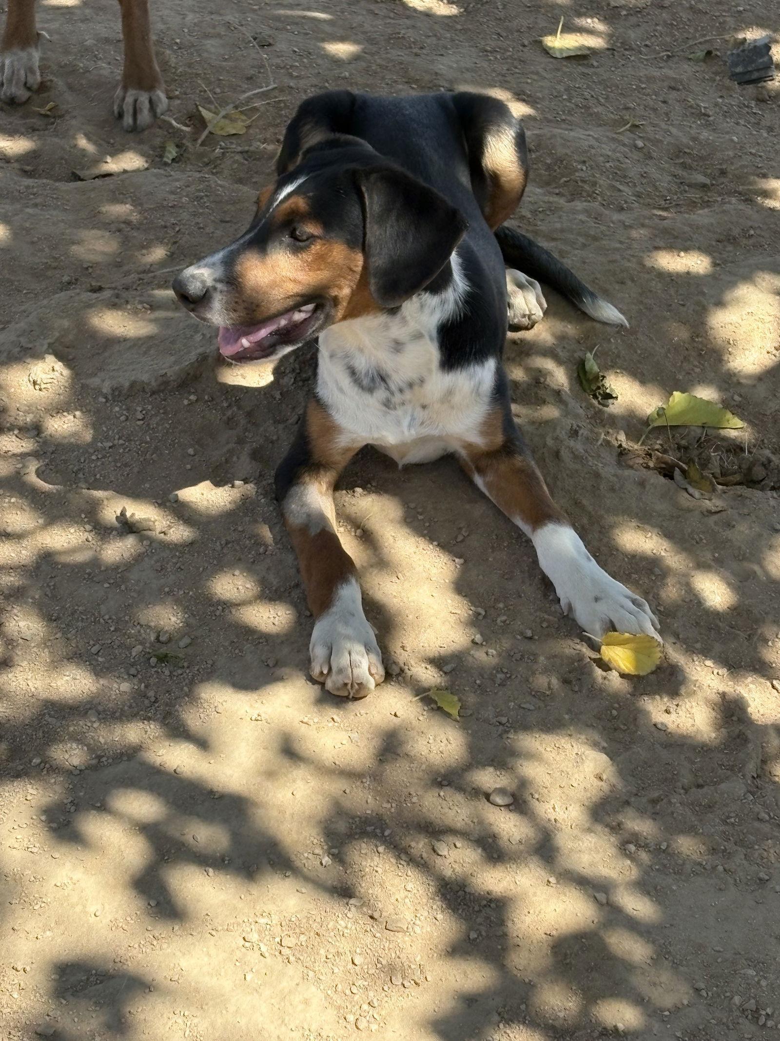 A young medium-sized male Beagle dog named Chevy & Ford for adoption in Apple Valley, CA
