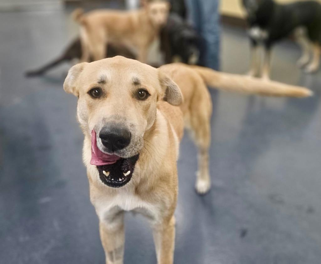 Devina Local photo 1