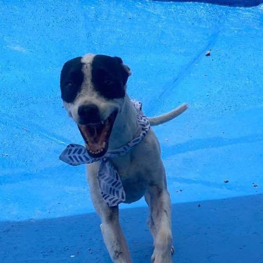 A young medium-sized female Mixed Breed dog named Duri for adoption in Humacao, PR