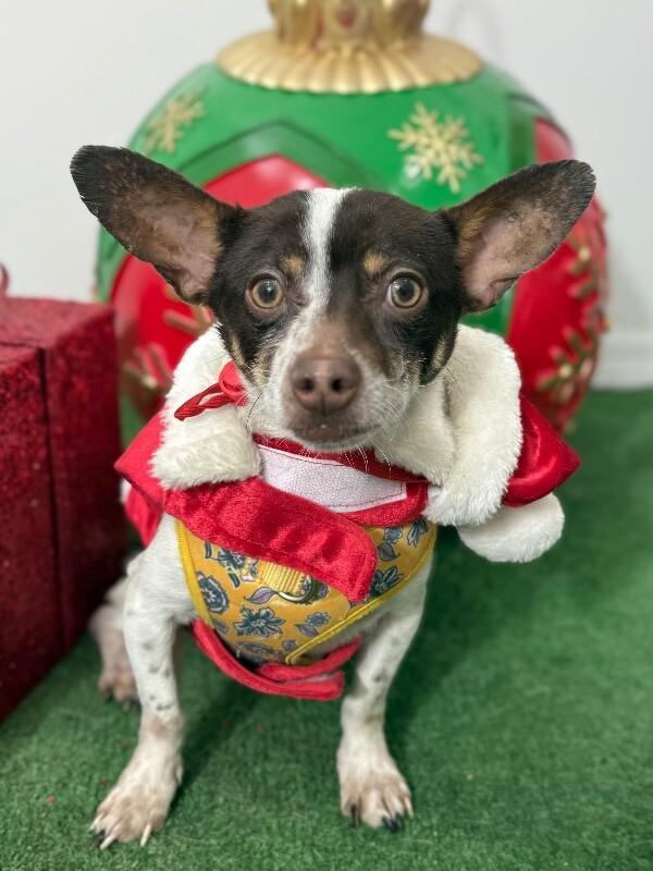 A young small-sized male White / Cream Chihuahua dog named Yogi for adoption in Carlsbad, CA